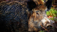 prase animal-6903911 1280